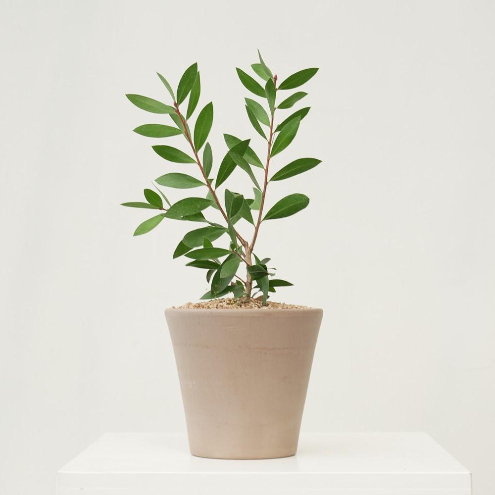 병솔나무 소형 꽃 외목대 키우기 화분 식물 이태리 토분