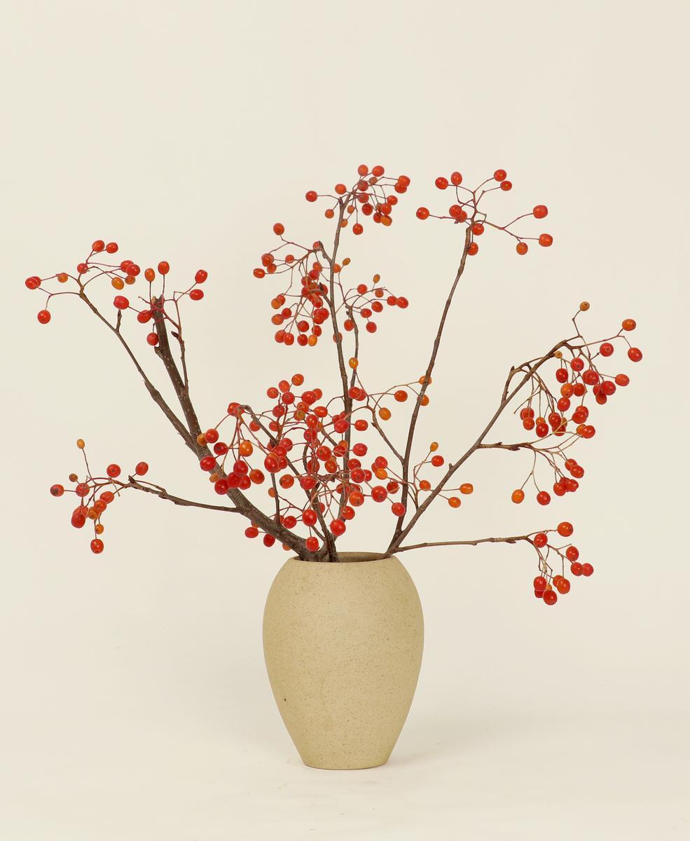 열매 너도밤나무