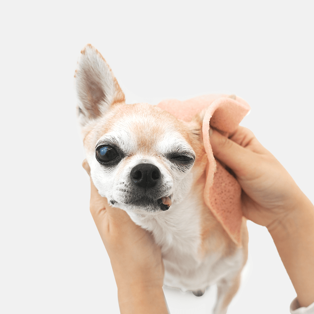 (2+1) 버디부 젠틀타월, 반려동물 반영구 바디티슈,곤약티슈,저자극 보습티슈