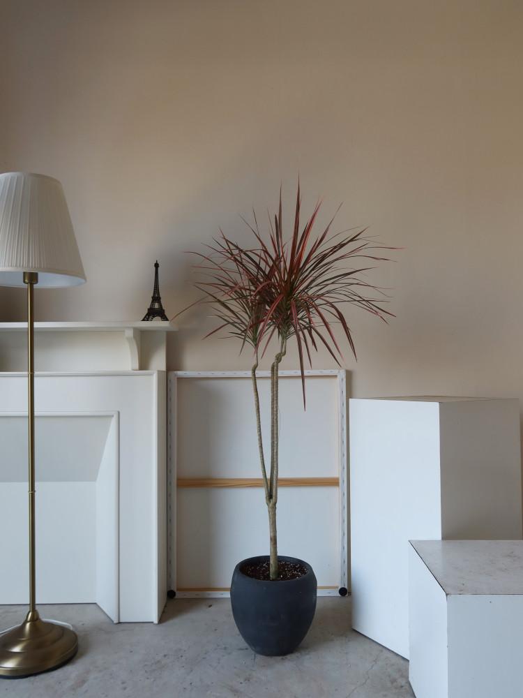 레인보우 드라세나마지나타  플랜테리어 가종 고급화분 집들이 카페 개업 선물 인테리어 대형 식물