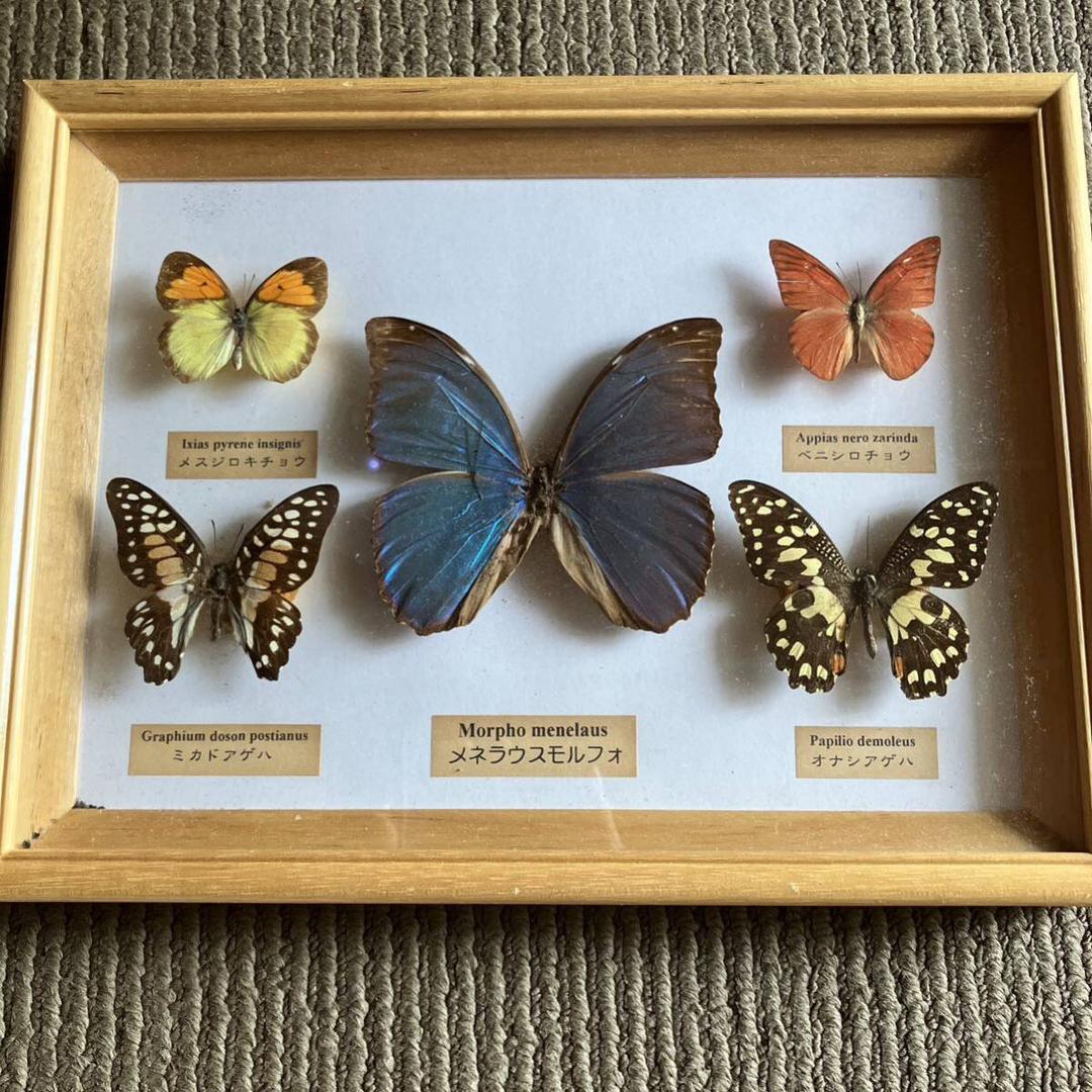 나비들표본액  메네라우스모르포나비 호랑나비의 표본 ::  :: 비드바이코리아 - 일본 해외경매·구매대행, 야후옥션, 미국 eBay