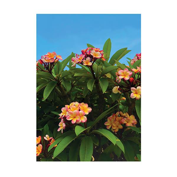 (summerdreamer) Frangipani Poster