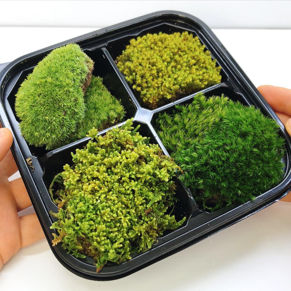 비바리움 팔루다리움 테라리움 만들기 이끼 4종 세트