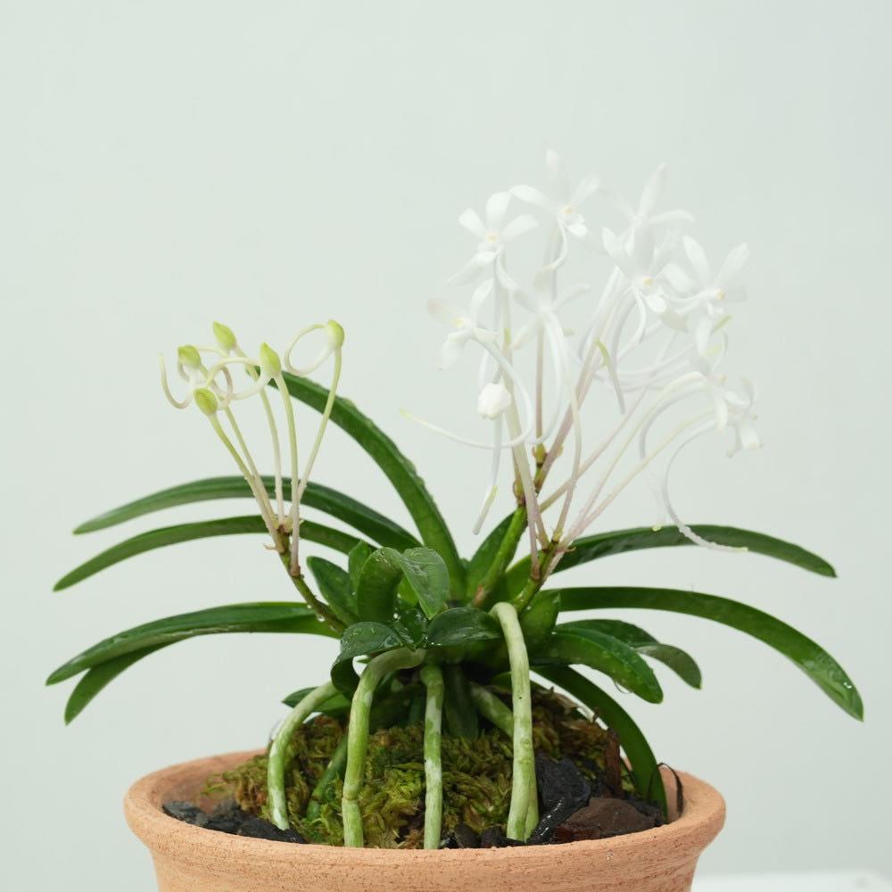 풍란 소형 하얀색 꽃 화초 난 난초