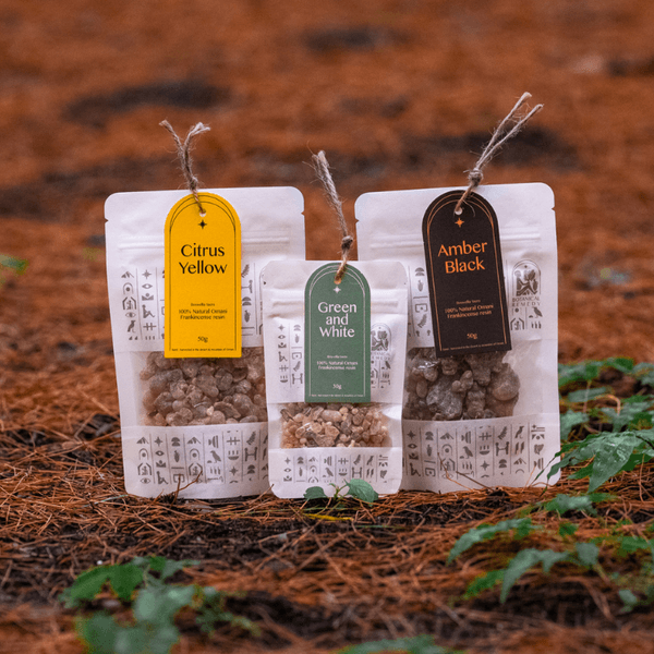 프랑킨센스 [ 25년 12월 ] 신 수확 입고