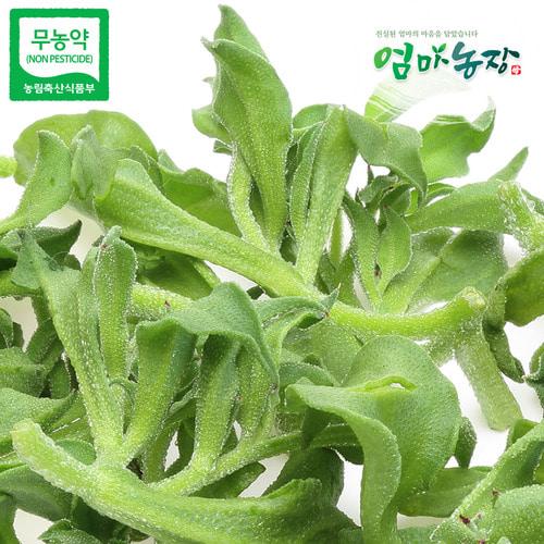 아이스플랜트 1.2Kg 무농약