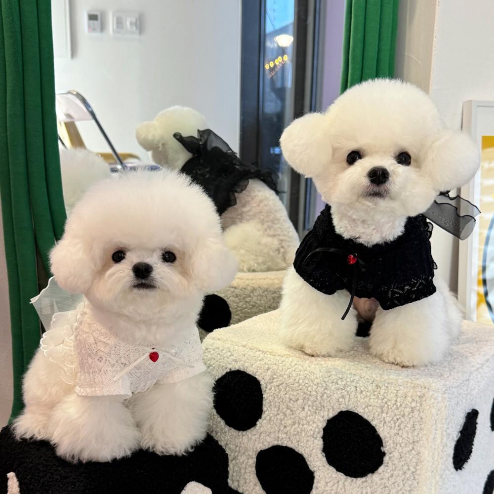 젤라코 스프링 페어리 레이스 탑 (2colors)