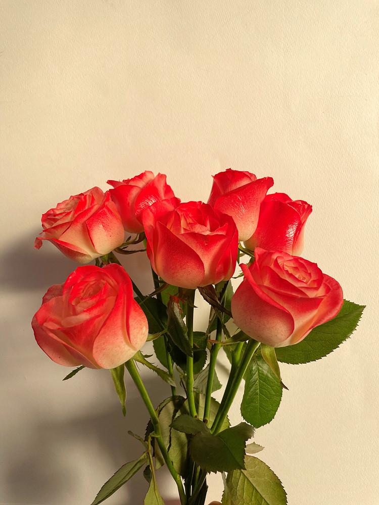 [코코 플라워] 틴트장미 생화택배 꽃배달싼곳 5송이 10송이