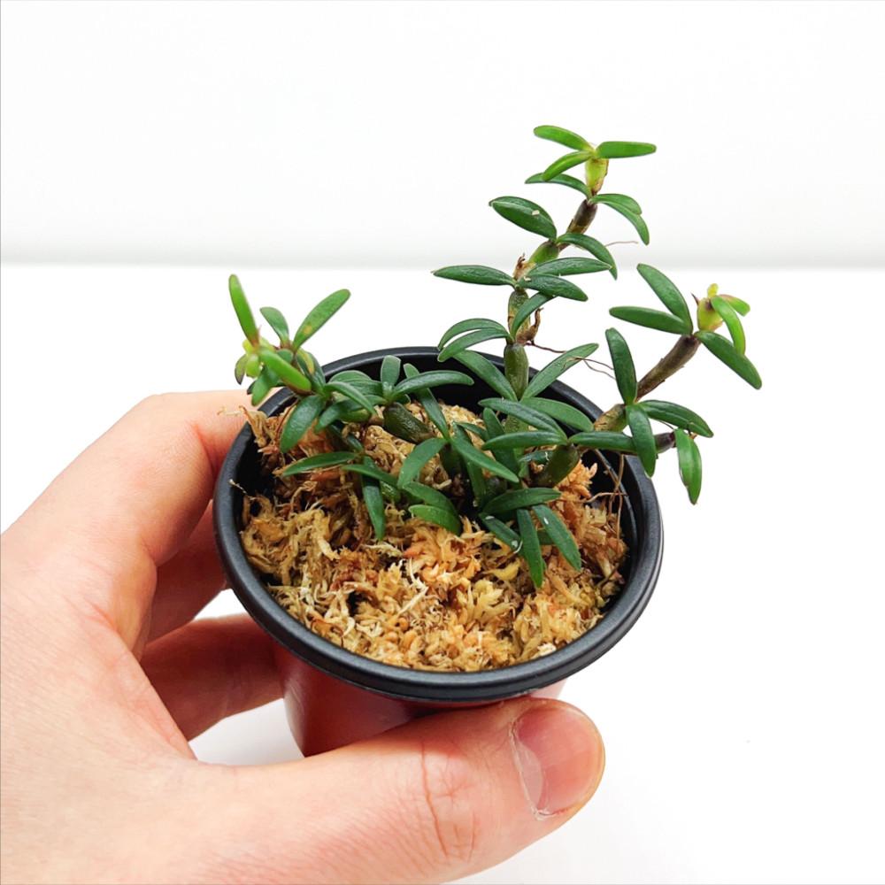 테라리움 소형 착생란 메디오칼카 데코라툼 오렌지 1포트