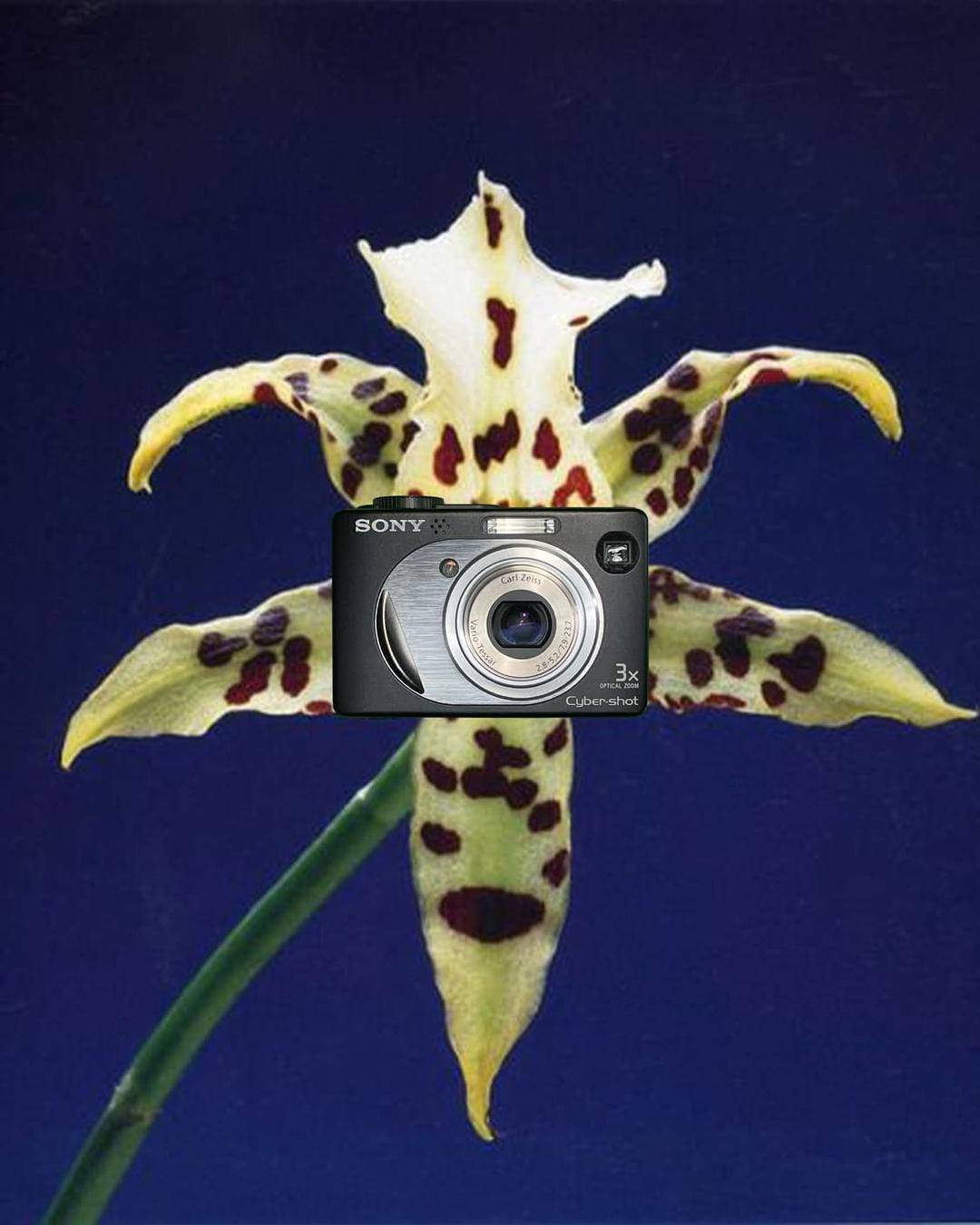 소니 사이버샷 dsc-w1 빈티지 디카 캠코더 | 후루츠패밀리