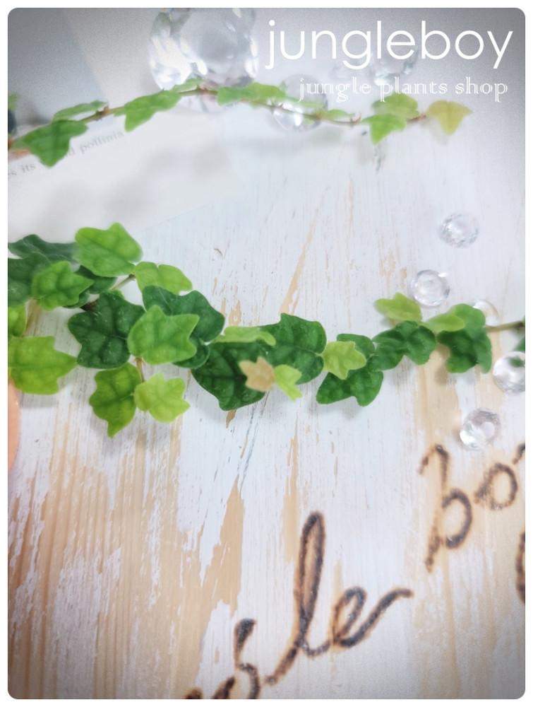 제주애기모람 정글식물 희귀식물 테라리움 비바리움 덩굴 넝쿨 이끼 특이한 실내 식물