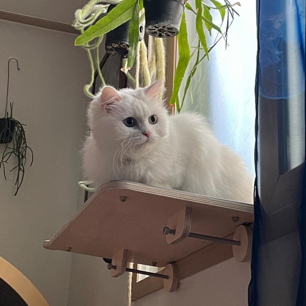 캣돌 냥틀 소형 카펫미포함 고양이창문 선반 창틀 해먹 윈도우 3color