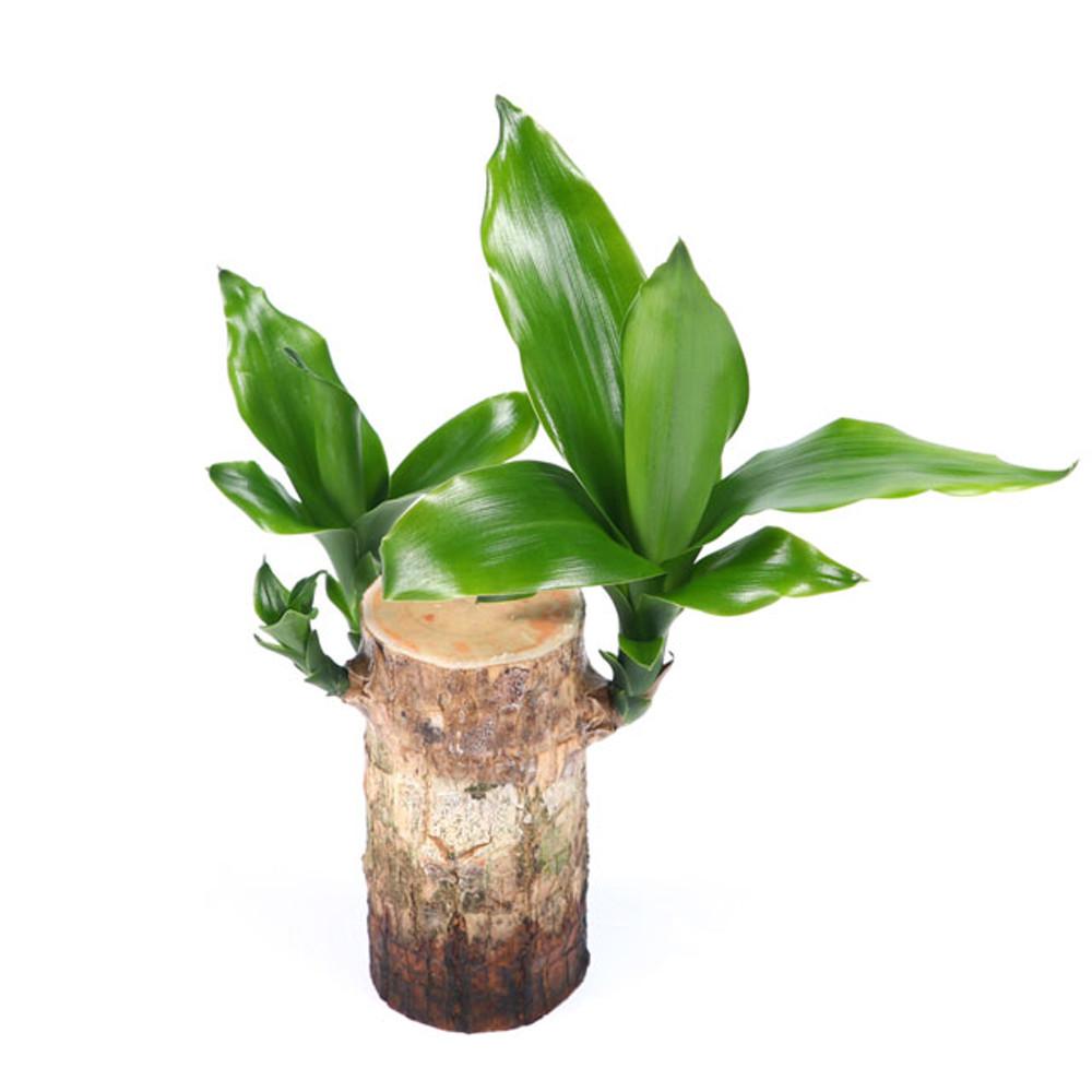 [포르투나] 행운목 관엽 실내공기정화식물 실내인테리어 소품 생화 화분 수경재배