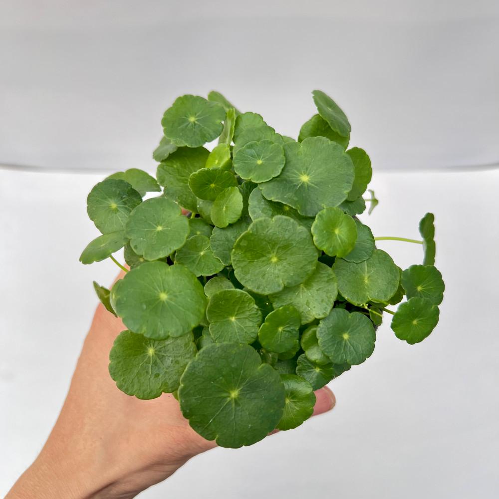 워터코인 수경식물 공기정화식물 소형