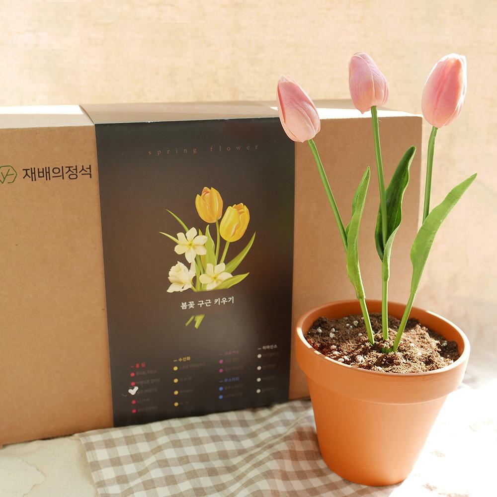 재배의정석 추식 구근 튤립 핑크 임프레션 키우기 키트 세트
