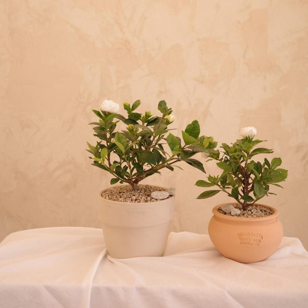 향기가 좋은 꽃 치자나무 소형