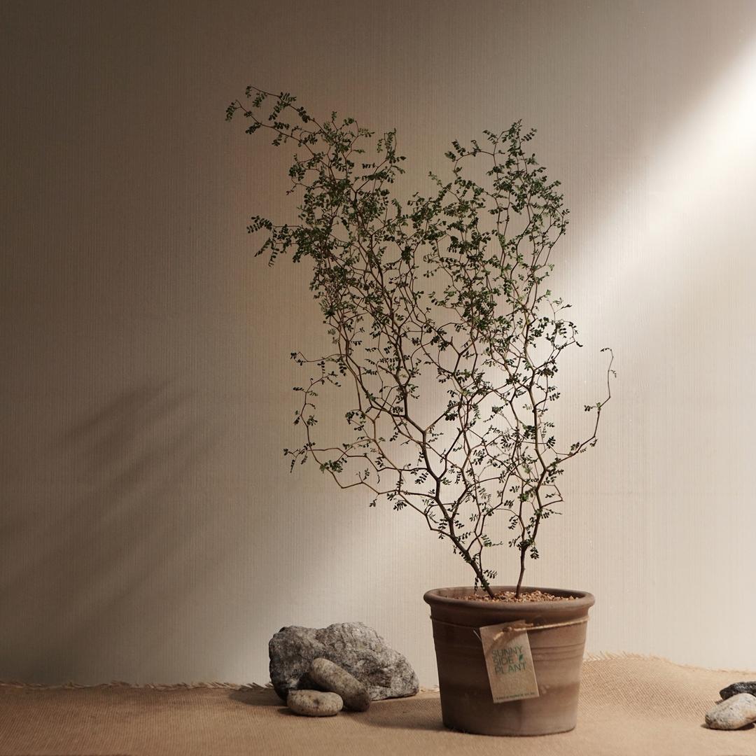 [집들이선물/개업선물] 분위기 넘치는 마오리소포라 화분 세트(집사카드,토분받침 포함)