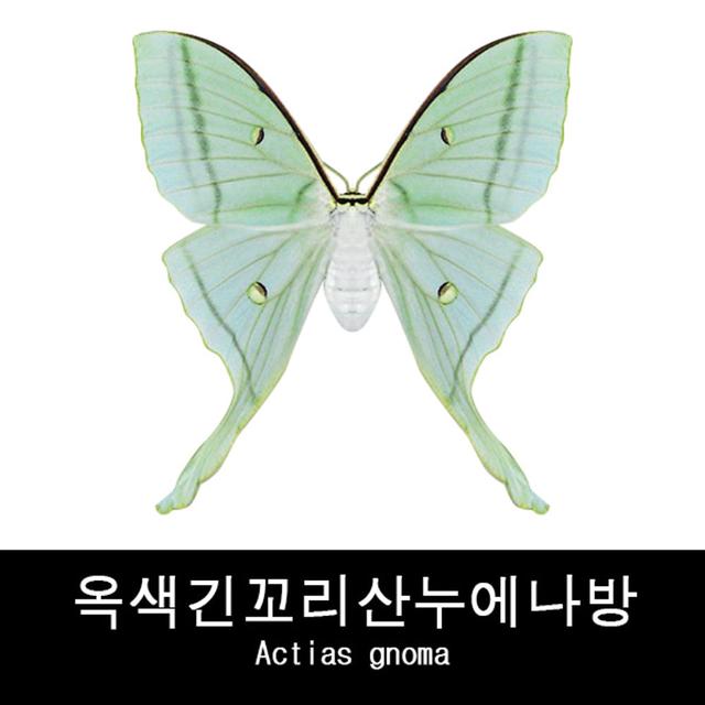 나방표본 옥색긴꼬리산누에나방 Actias gnoma