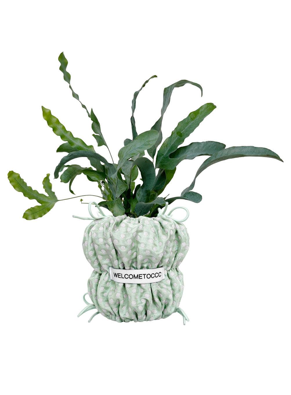 Dotty Mint Pou Pou Pot