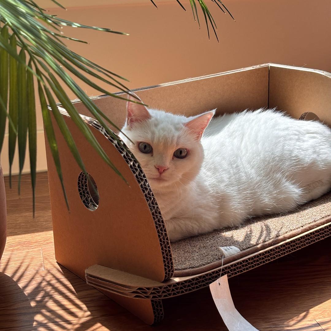 고양이 책꽂이 스크래쳐