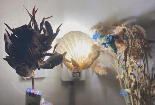 ˚✧₊ Seashell Night Light ✧