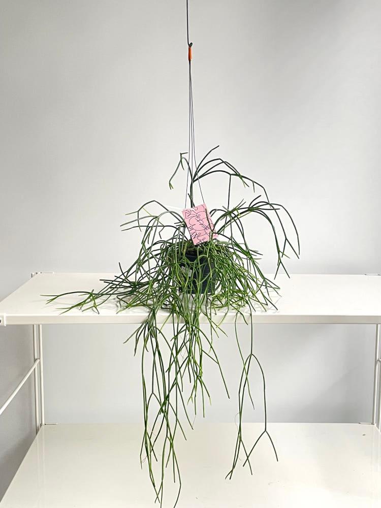 립살리스 화이트 행잉식물 플랜트 키우기쉬운 카페식물 인테리어식물