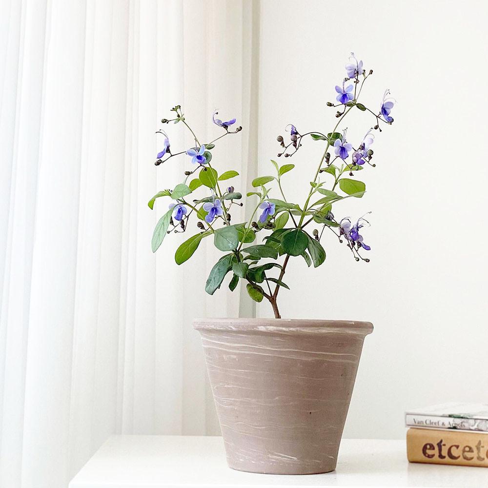 그림같은꽃 나비수국 사계절 꽃 피는 화분 반려식물 야생화