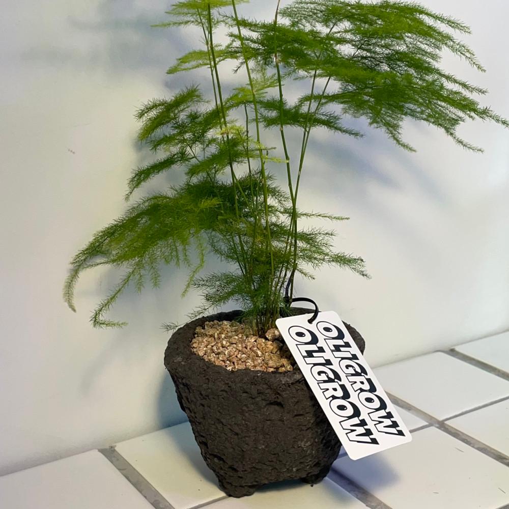 아스파라거스 나누스 돌화분 세트 감성식물 플렌테리어 햇빛없이 잘자라는 식물