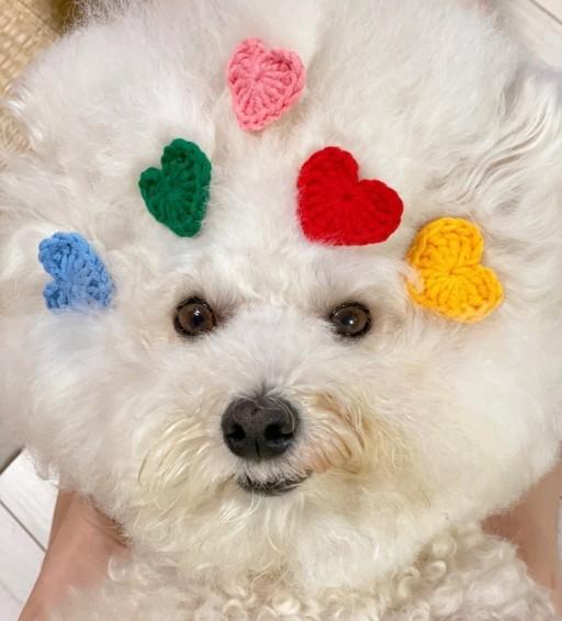 💙미니 하트 머리핀🧡강아지 손뜨개 머리핀 인싸템