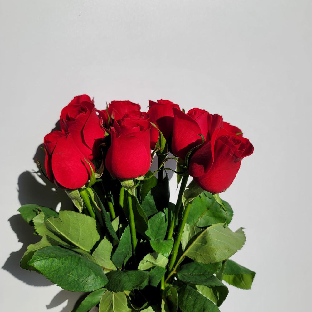 [오피오라 플라워] 푸에고장미 빨간 장미 생화택배 꽃배달싼곳 5송이 10송이