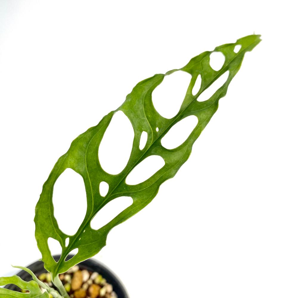 몬스테라 오블리쿠아 페루 키우기쉬운 인테리어 음지 실내 식물