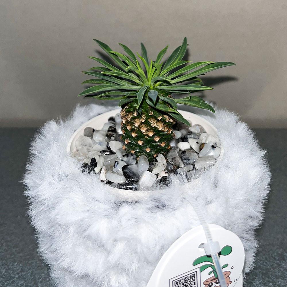 행복한 파인애플선인장 괴마옥 천연원석 마감석/ 화분선물 키우기쉬운식물