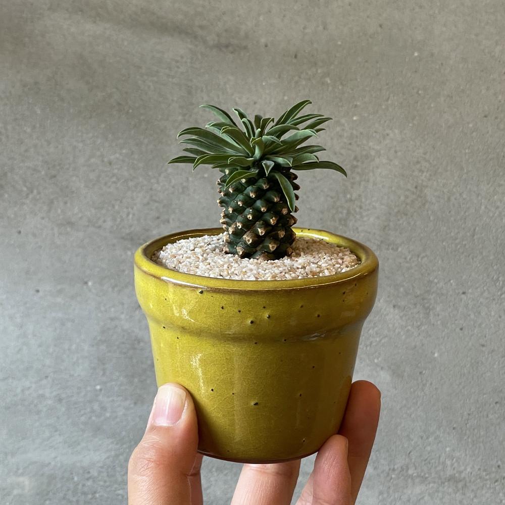 풀집 괴마옥 미니 다육 데스크테리어 아프리카 식물