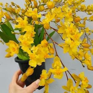 온시디움 환타지아 노랑 대품 250