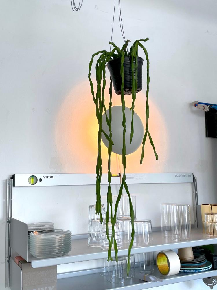 립살리스 파라독스 공기정화 행잉식물 카페식물 개업화환 집들이선물 생일