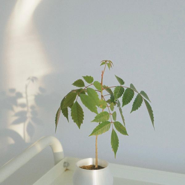 [only one] 검양옻나무