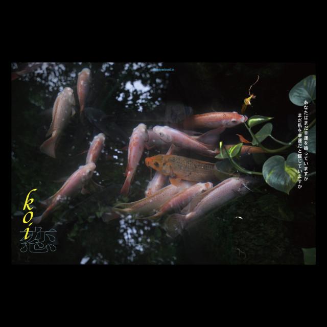 koi poster