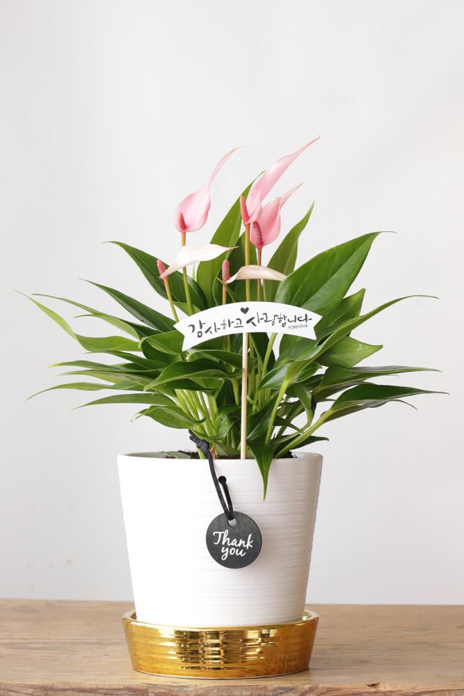 어버이날 안스리움 릴리 화분 스승의날 꽃선물