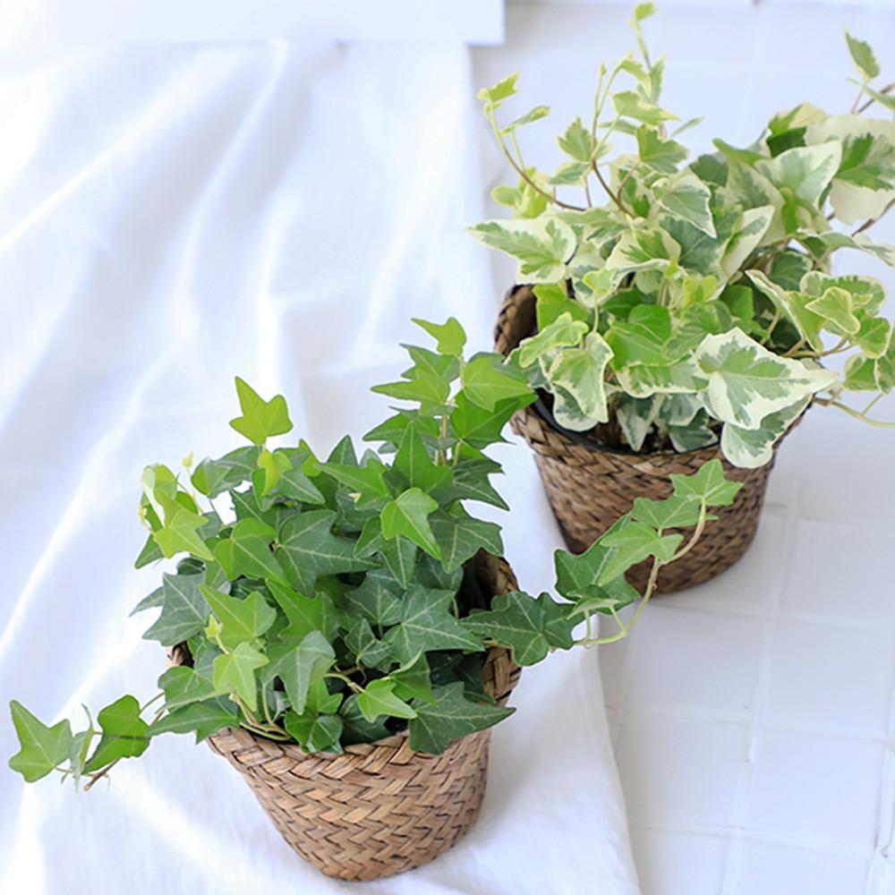 실내공기정화식물 아이비 스킨답서스 스파트필름 호야 오색마삭줄 마크라메 토분 화분 키우기