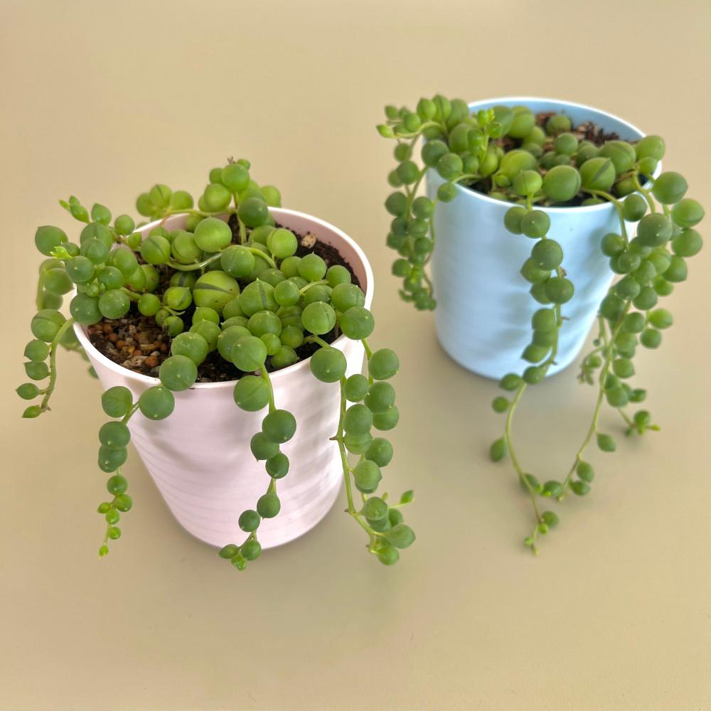 콩란 녹영 녹영금 다육식물 키우기 쉬운 반려식물 인테리어식물 개업선물 카페식물 집들이식물 생일선물