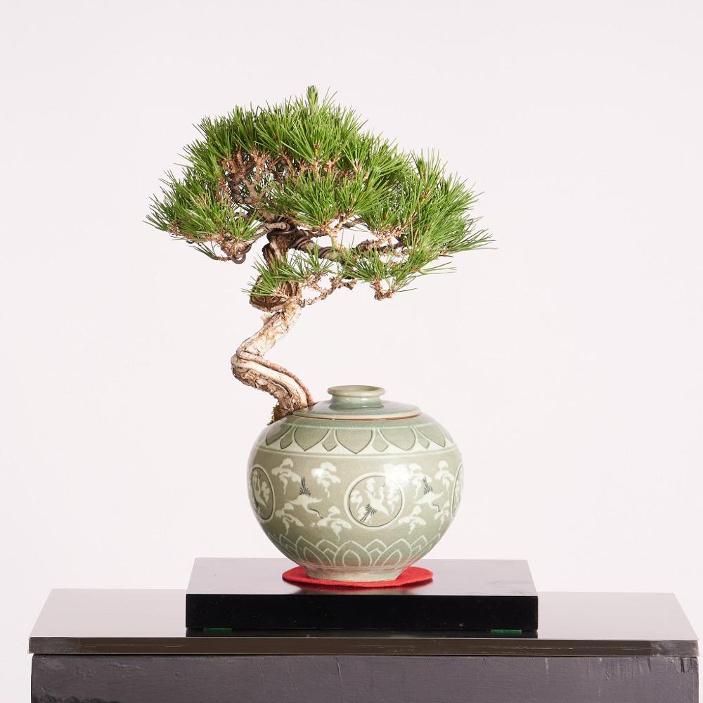 해송 청자 운학문 항아리 DS-002