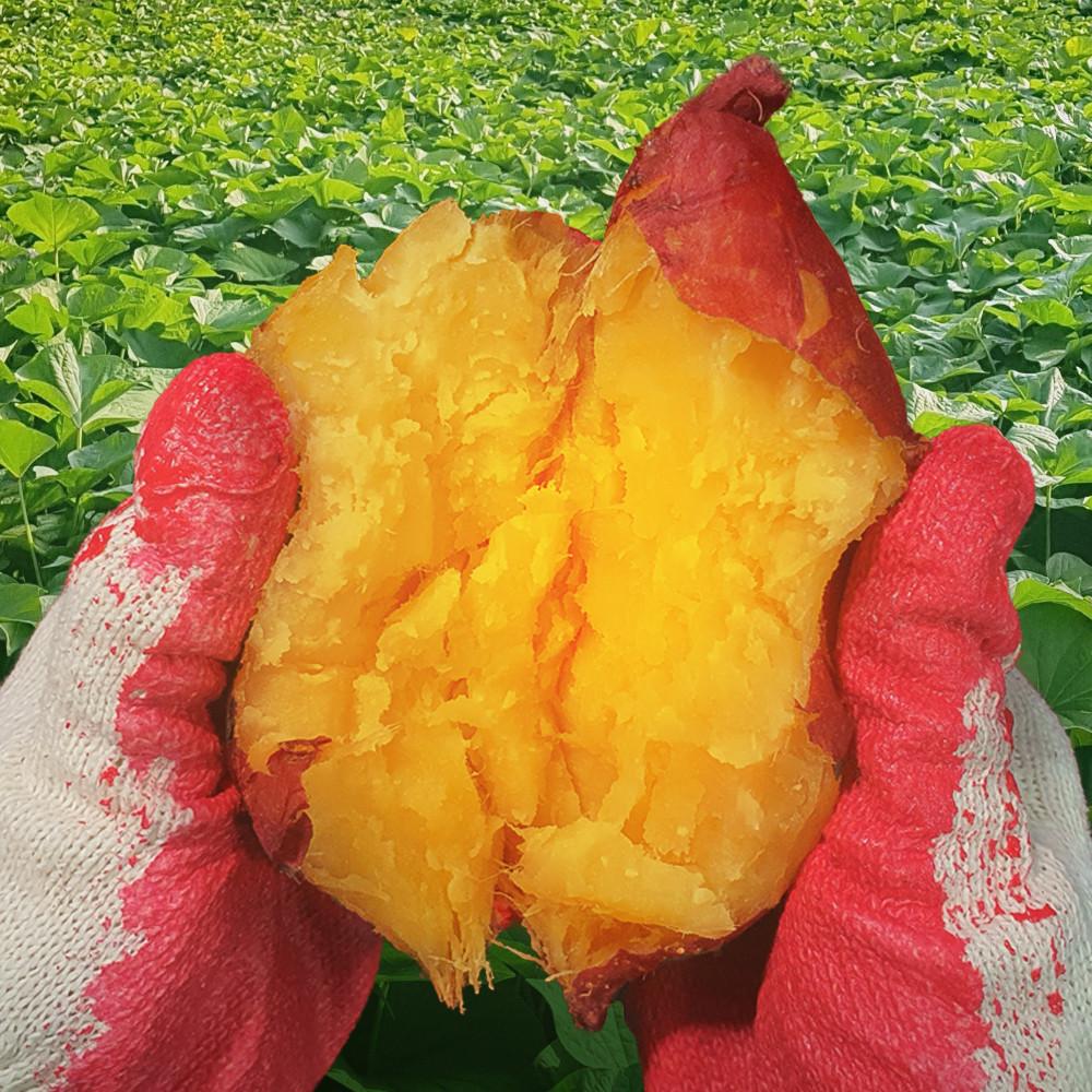 2022 햇 꿀고구마 달콤한 베니하루카 3kg/5kg/10kg 껍질얇음 [원산지:국산(충청북도 음성군)]