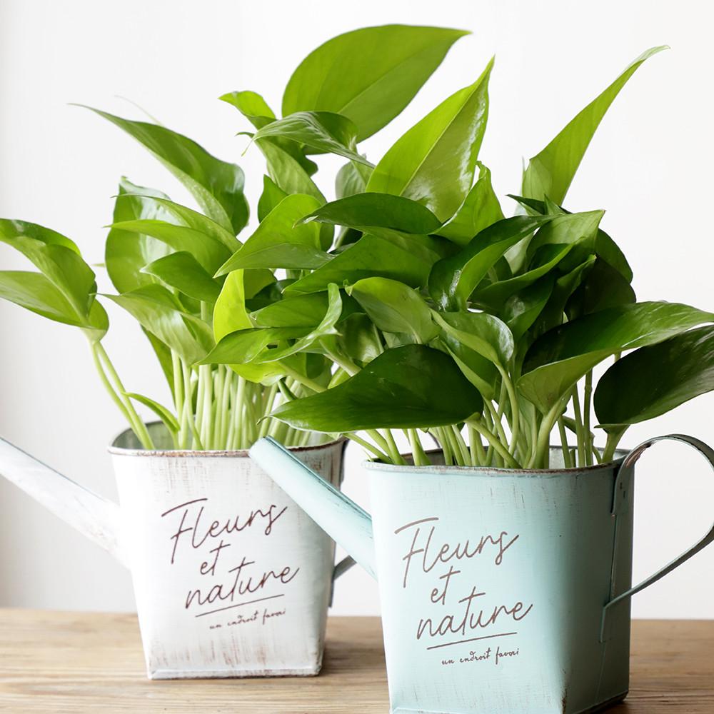 스킨답서스 덩쿨식물 아이비 오색마삭줄 푸미라 토분 화분 키우기 실내공기정화식물 공기청정