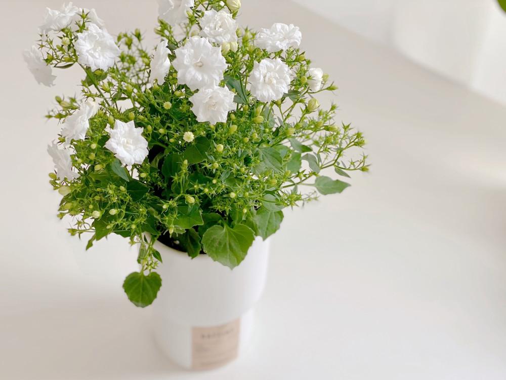 겹캄파눌라 장미 더블 캄파눌라 키우기 화분 봄꽃 초롱꽃