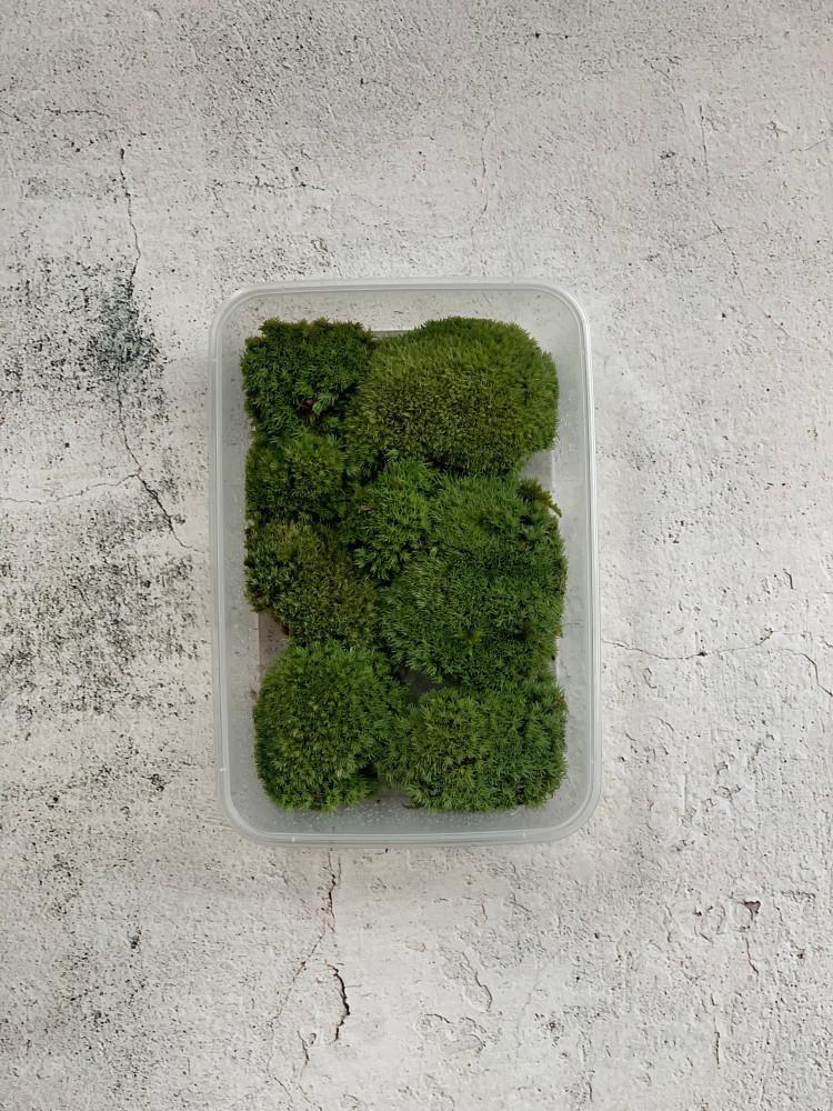 비단이끼 생이끼 테라리움재료 이끼 테라리움 만들기 키트