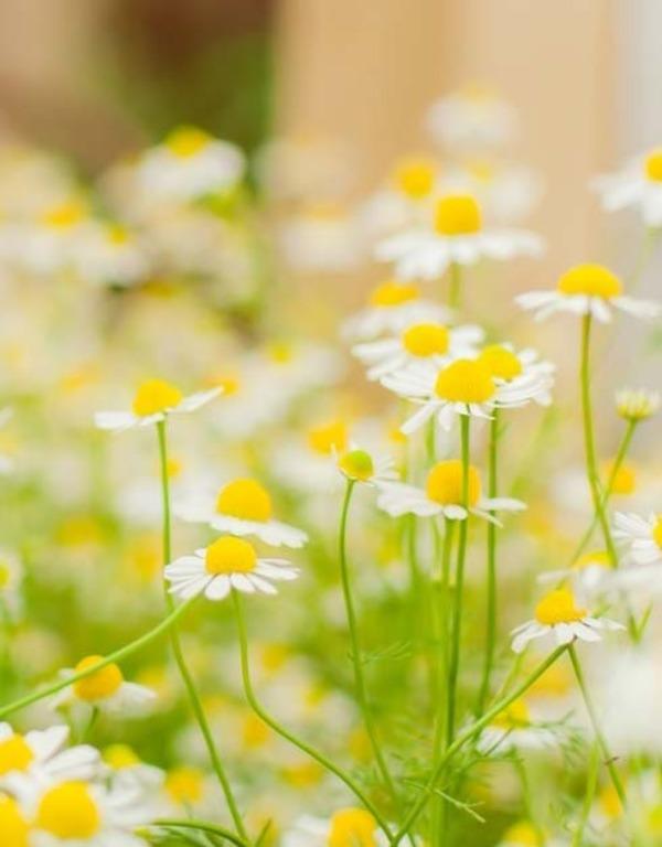 허브 저먼 캐모마일 100립 식용가능