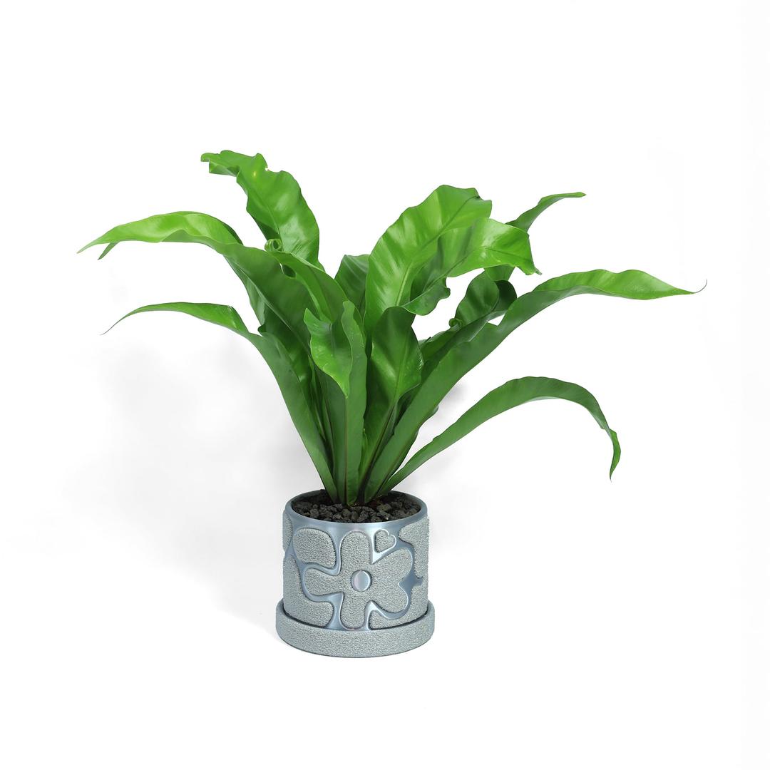 "FLUFFY\" Pot