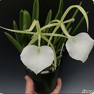 흰드레스를 입은 밤의 여왕이라 불리며 밤에 강한 향기가 있는 카틀레야 브라사볼라 노도사 (B. nodosa)