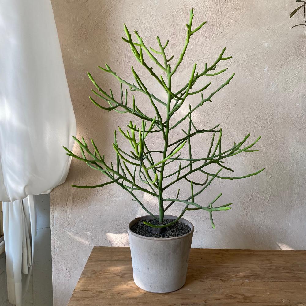 유포르비아 청산호 다육식물 중품