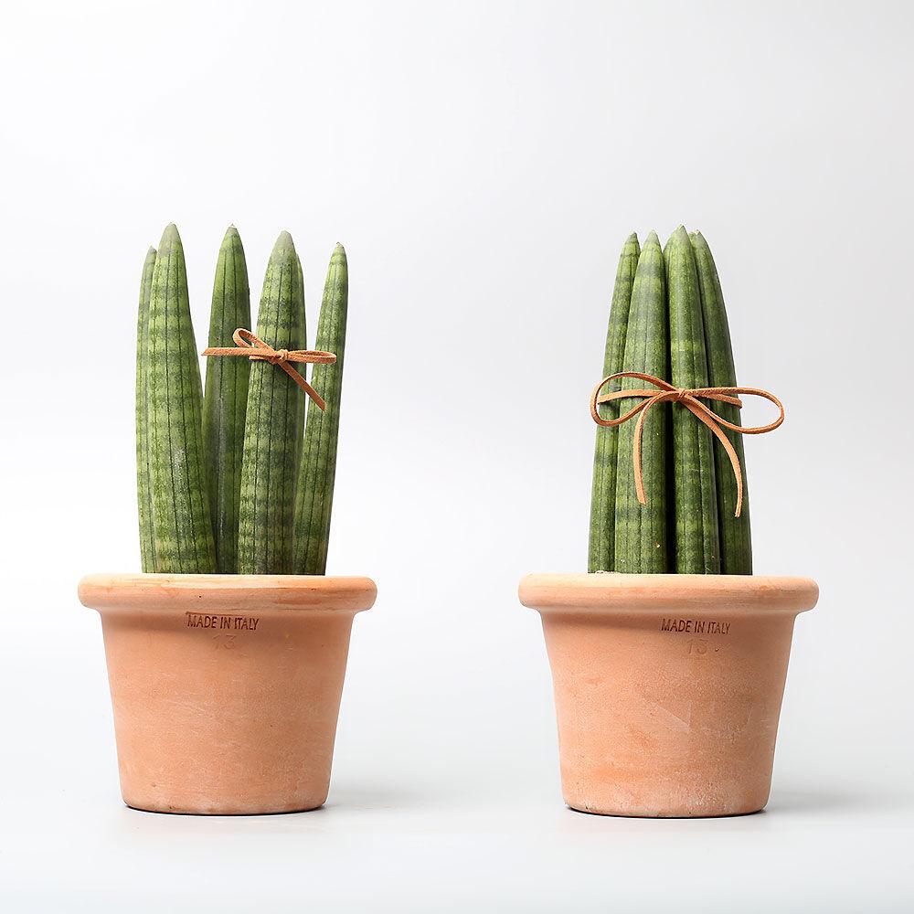 산세베리아 스투키 이태리토분 개업 집들이 화분 선물